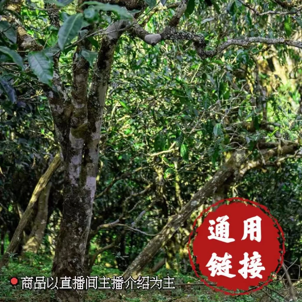 小师妹 92方砖 普洱生茶