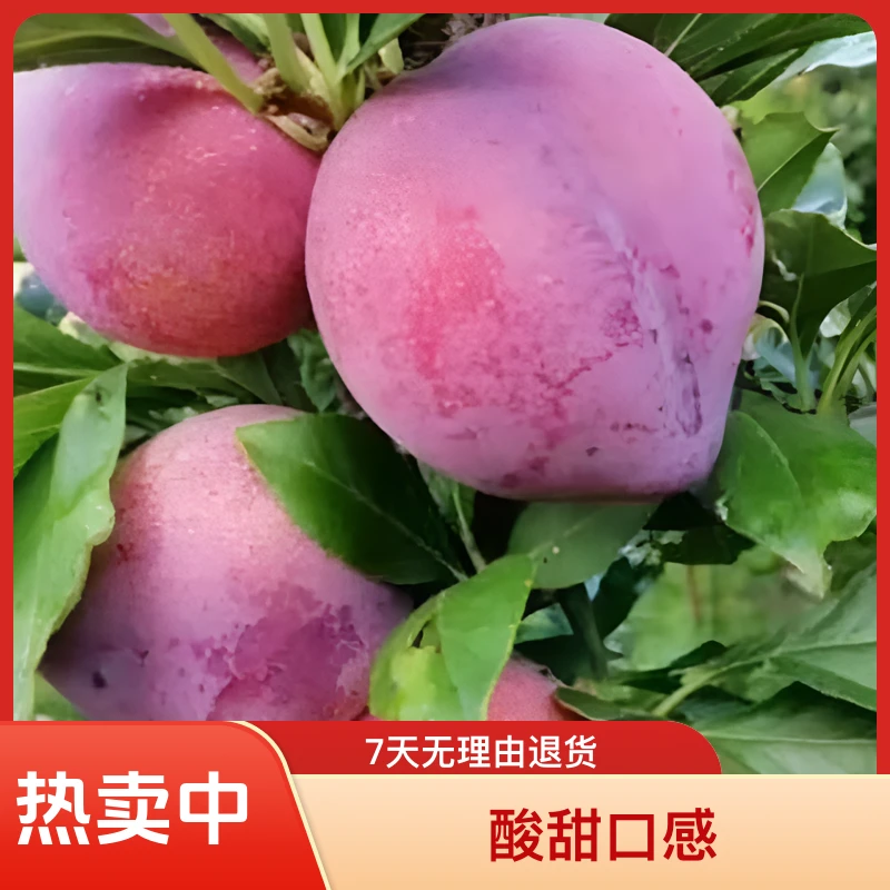 东北李子 鸡心李子 桃李子 吉盛李子 农家现摘现发酸甜可口美味