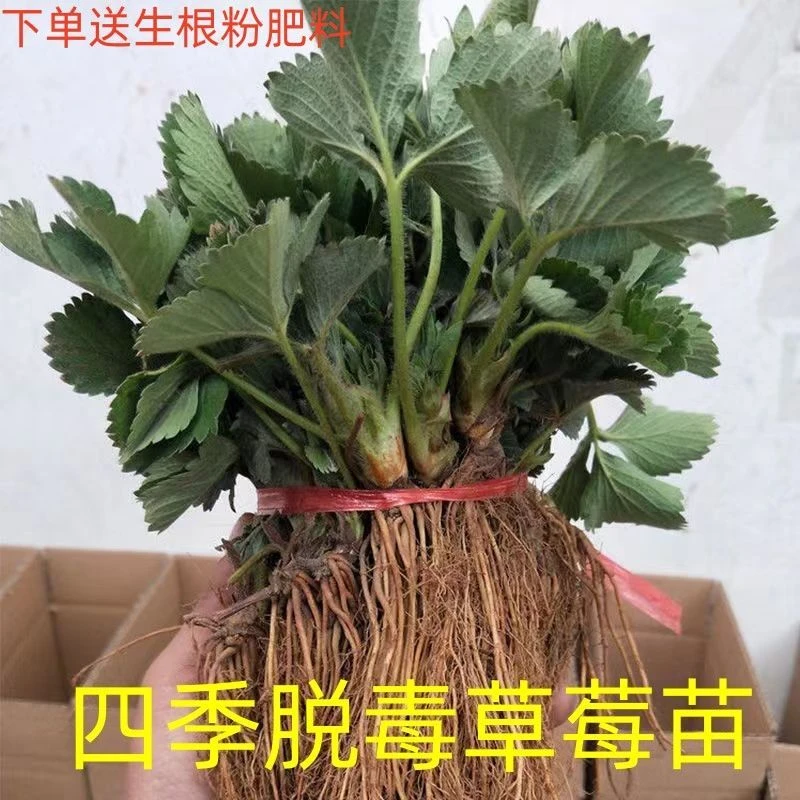 四季草莓秧苗南北方新手宜种当年结果奶油食用香甜盆栽地栽草莓苗