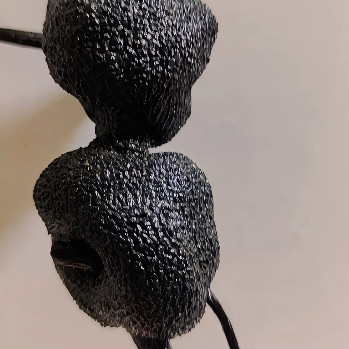 金蛋子老鸦柿盆景素材一物一拍