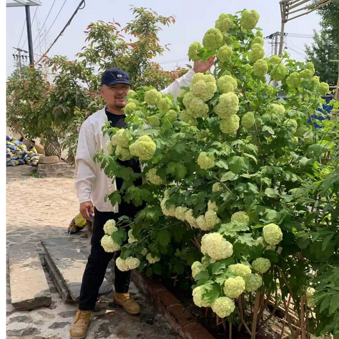 【大叔的庭院】欧洲木绣球白色老桩丛生棒棒糖耐寒欧木绿植金银花