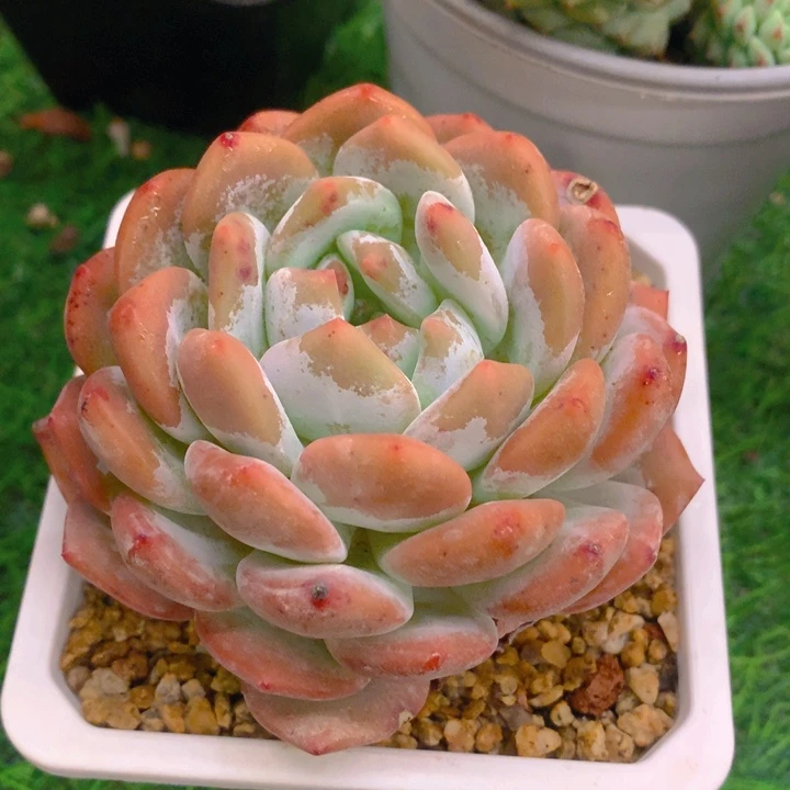 多肉乐国精品韩橙