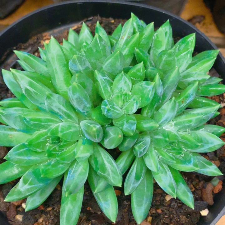 多肉乐园精品青花瓷