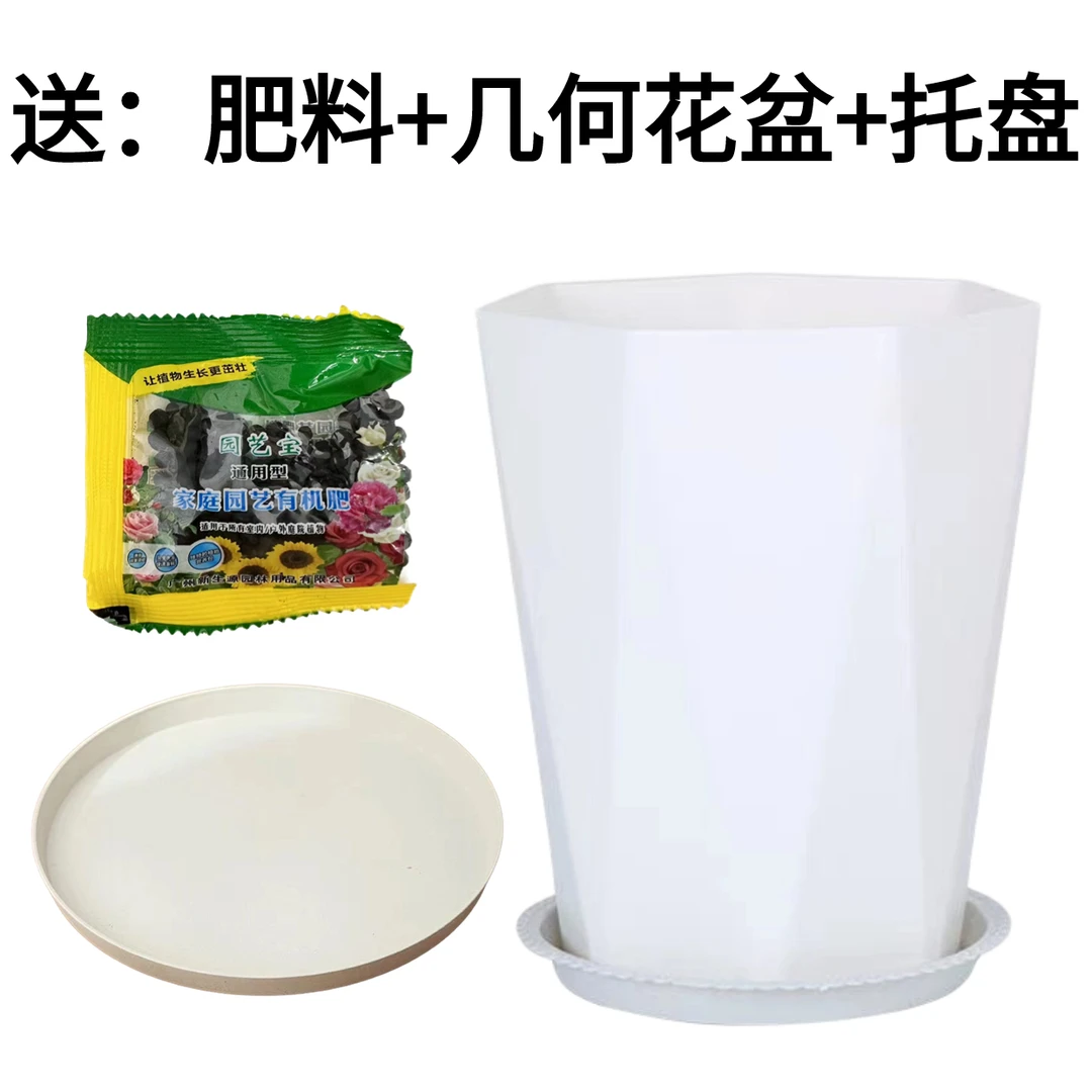肥料+几何花盆+托盘