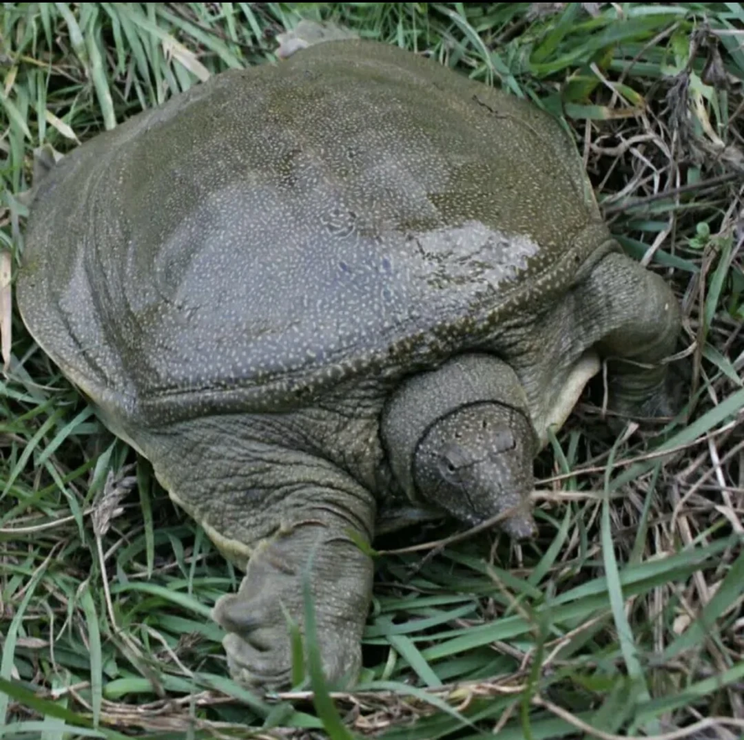 生态外塘冷水养殖老甲鱼团鱼9-10年吃鱼虾长大可食用甲鱼鲜活水鱼