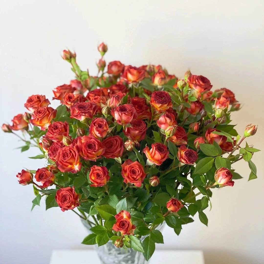 【巧克力多头玫瑰】 全场任意三单升级空运可分开下单 云南基地直发