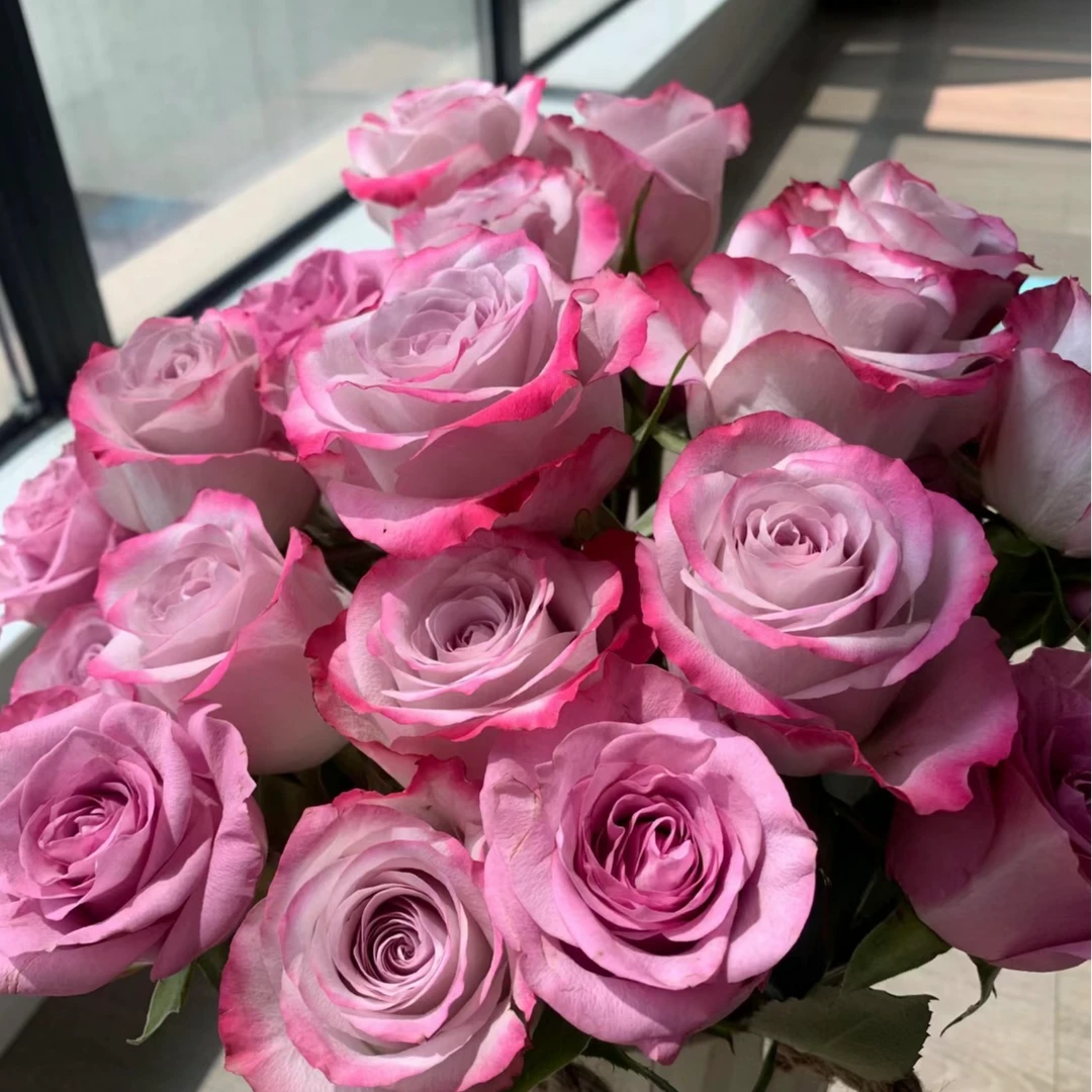 【气场玫瑰】云南生活鲜切花 基地直发 高品质居家软装瓶插花