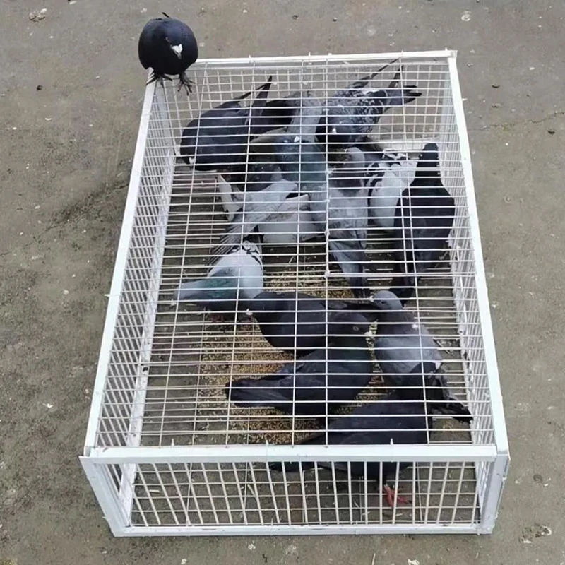 自动进鸽天落笼鸟笼加密鸽子笼养殖神器信鸽用品跳笼兔笼【福利】