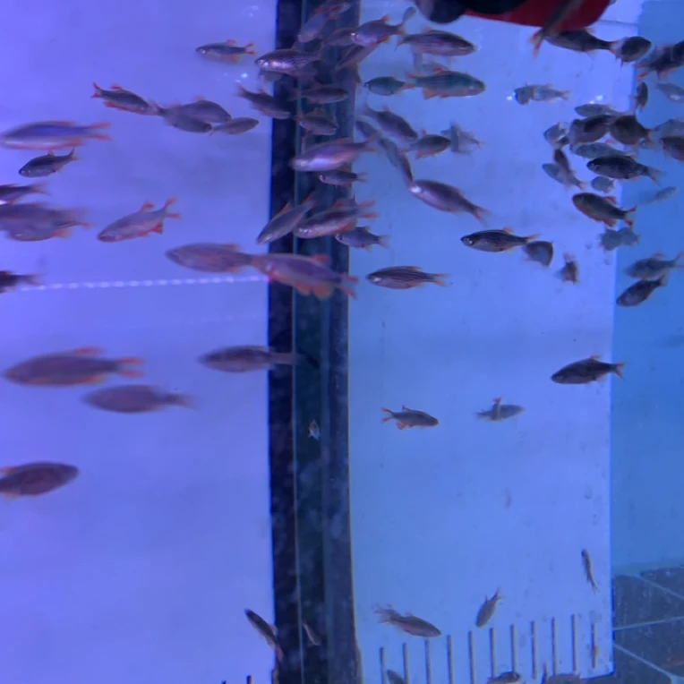 灯科鱼（火炙金钻）小型热带~南美淡水鱼。