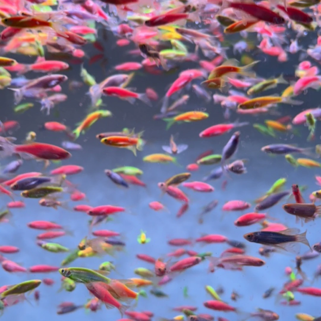 斑马鱼（混搭蝶衣斑马）皮实好养，颜色艳丽。4厘米