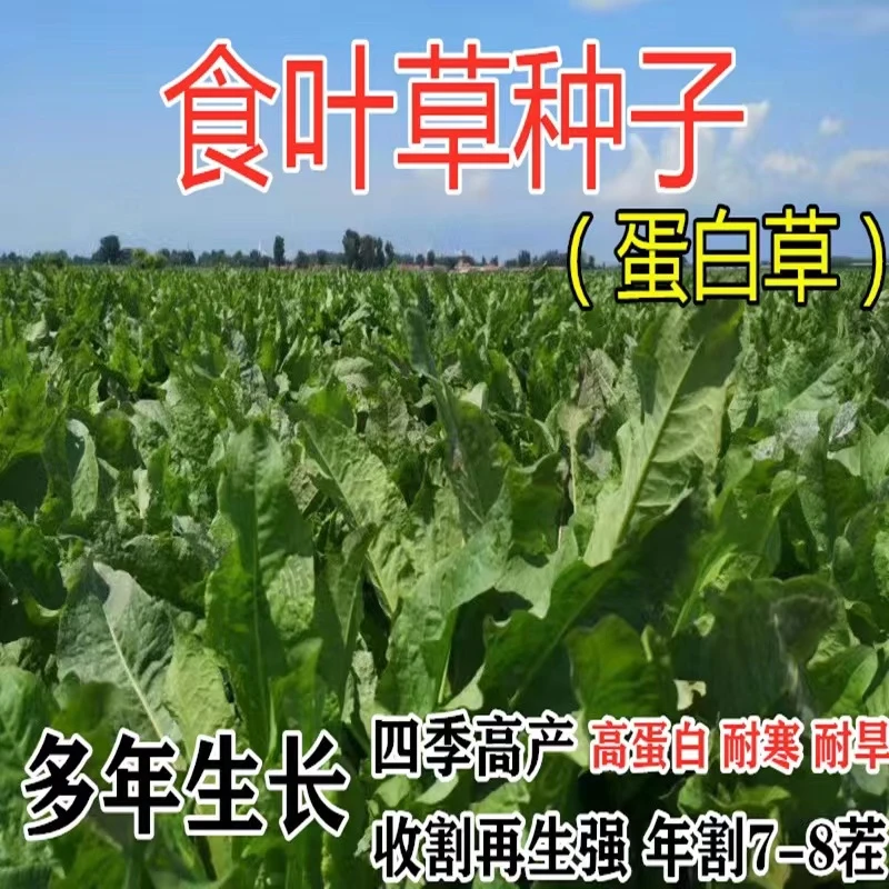 食叶草种子高产耐寒牧草种子进口优质牛羊猪鸡鸭鹅鱼食用草种