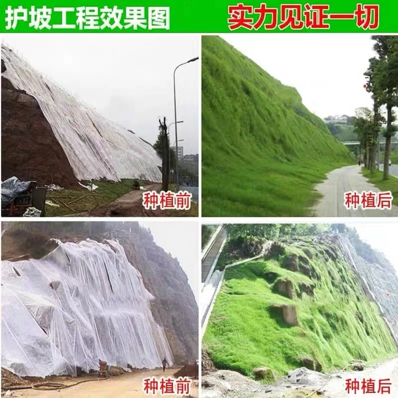 紫穗槐种子棉刺槐树绿化斜山边坡高速公路护坡固土植物灌木种植