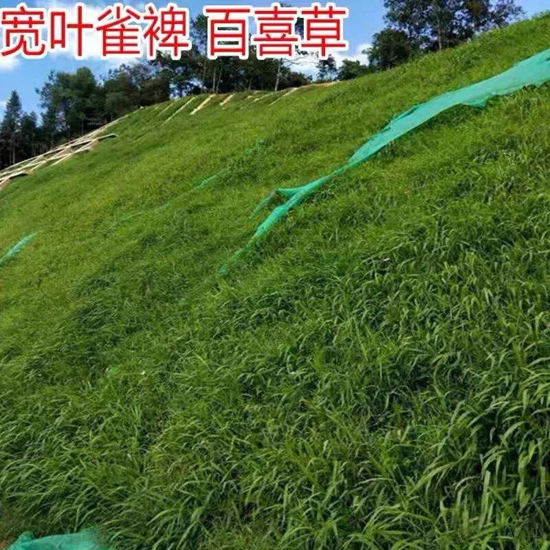 宽叶雀裨  雀裨 裨草种子 牧草种子 护坡种子 耐盐碱 雀叶稗种子