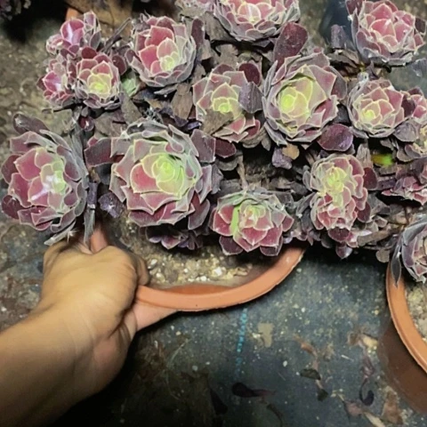 a****）多肉植物保护研究所