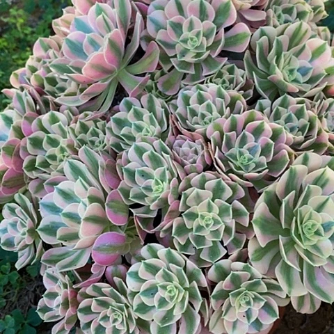 扬****司多肉植物保护研究所