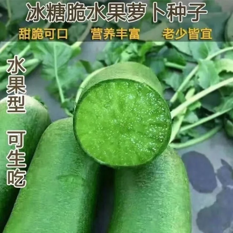 春季播种冰糖水果萝卜种子生吃脆甜农家蔬菜营养简单耐热绿