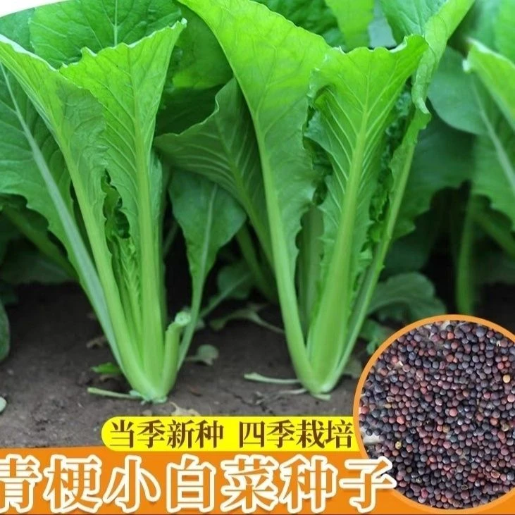 青梗小青菜种子四季速生耐热耐速生小白菜阳台盆栽易播蔬菜种子