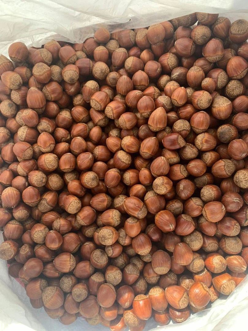 东北现炒特色大榛子