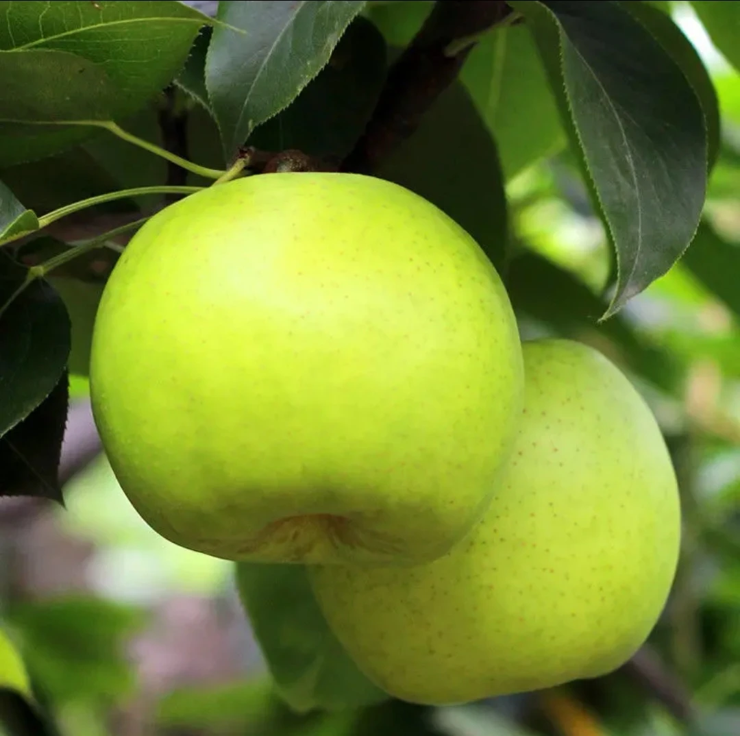 《助农》砀山皇冠梨皮薄肉厚核小无渣5斤10斤包邮