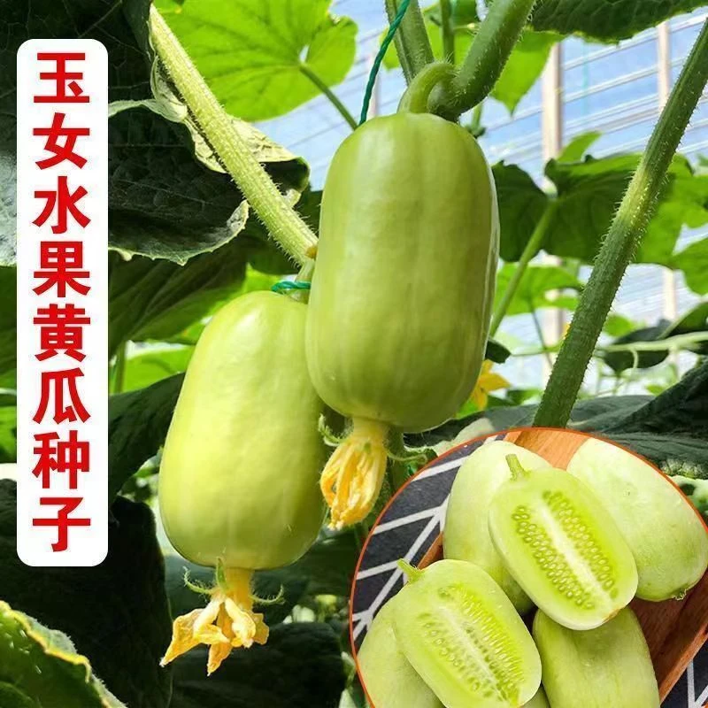 玉女水果黄瓜种子脆甜拇指小黄瓜种籽四季秋阳台盆栽易种蔬菜种孑