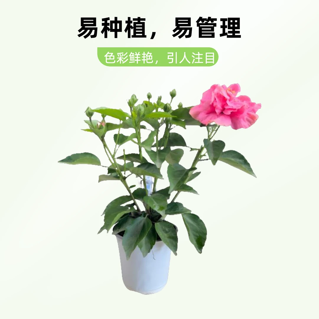 大花木槿耐寒耐热掉花苞属于正常现象接受不了掉花苞慎拍