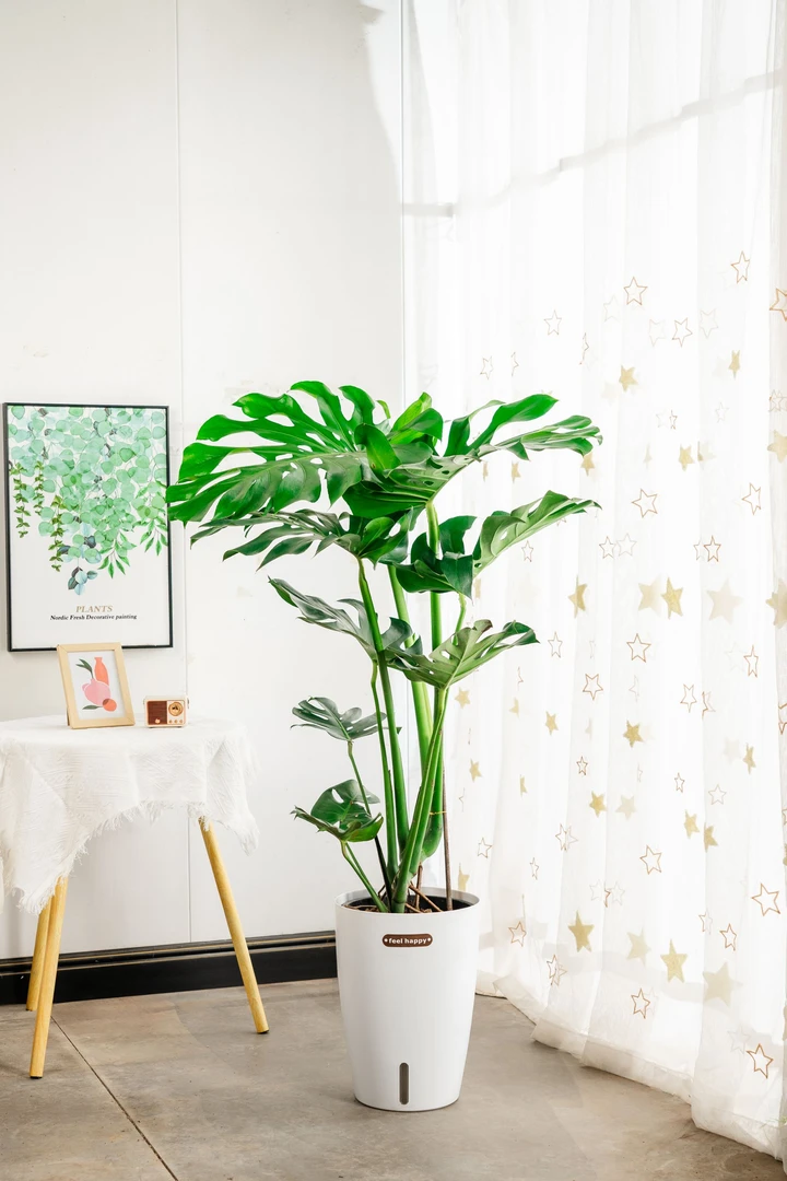 龟背竹盆栽北欧风花卉绿植室内办公室客厅懒人好养四季常青绿植