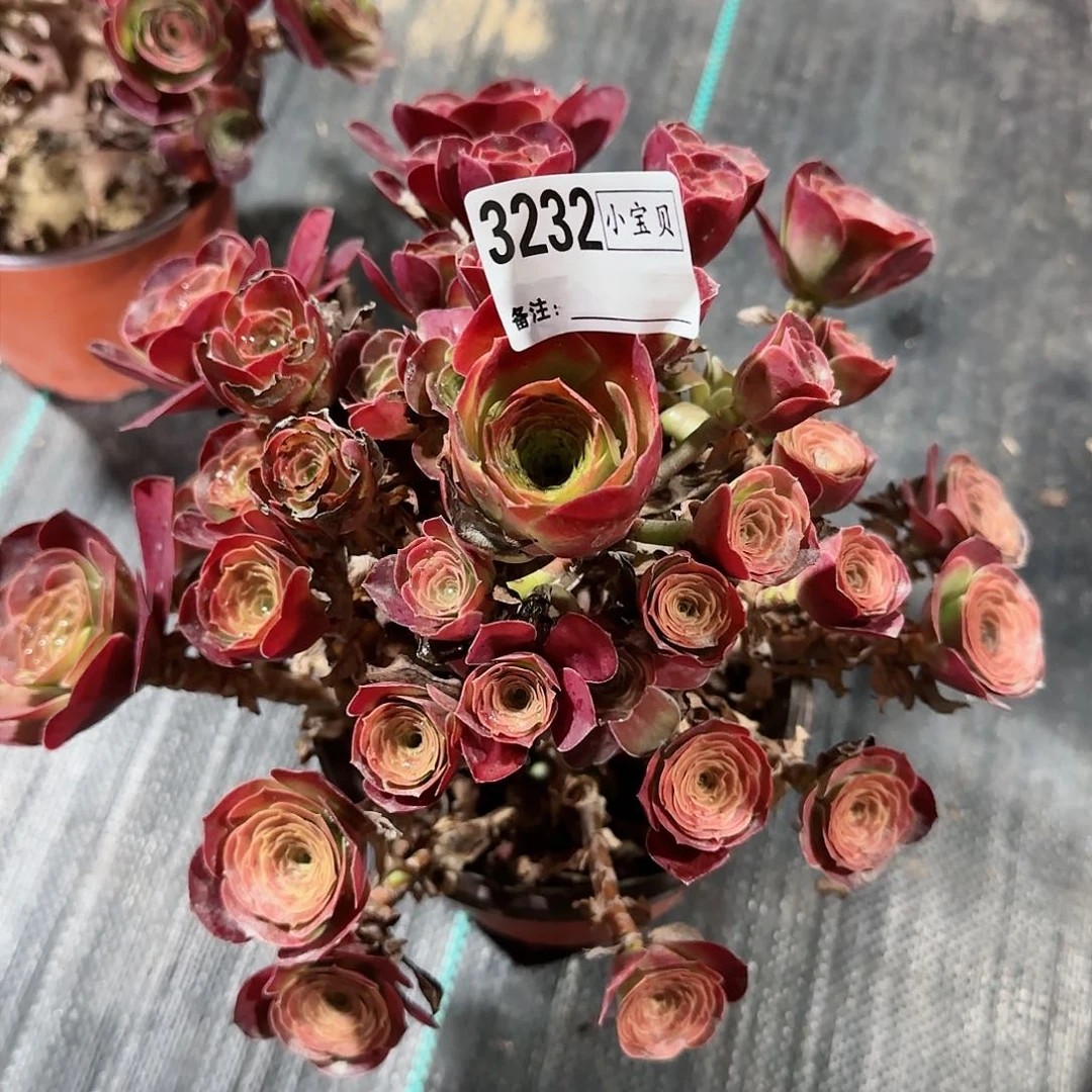 清*3232多肉魅金玫瑰多肉多肉