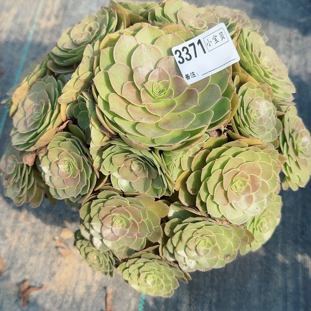 陈*橙3371万圣节多肉有断枝