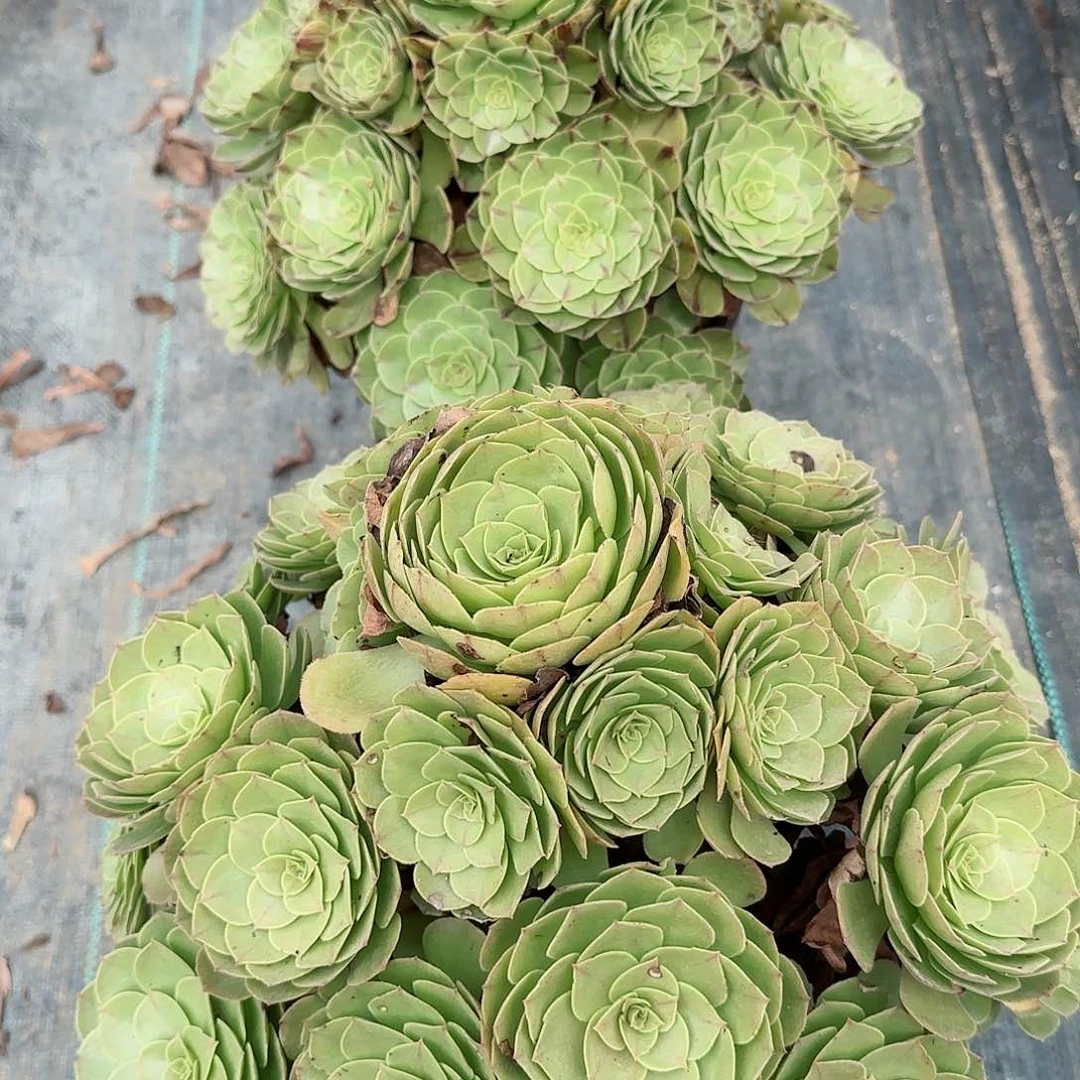 剑**族3311万圣节万拉丝两颗