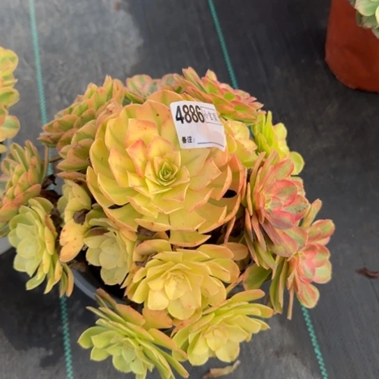 娜*4886雨荷多肉多肉