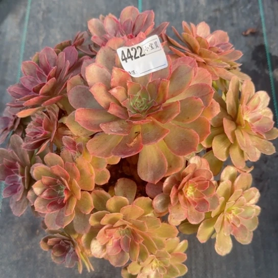 粉*?4422莲花座多肉多肉