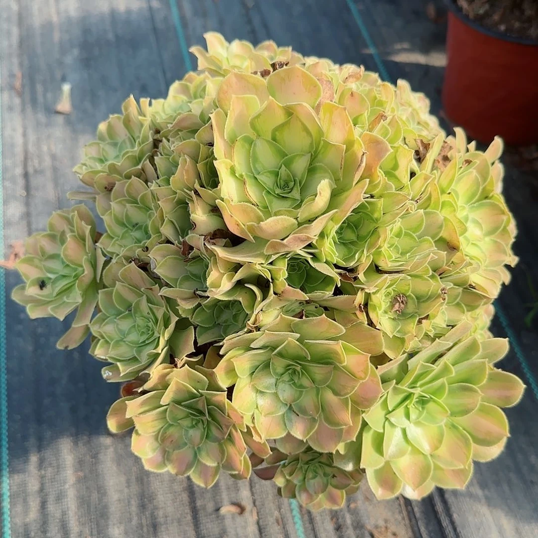 3323韶华多肉多肉