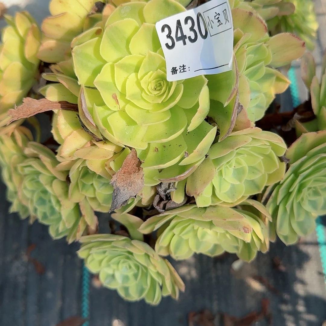 胭*3430轮回多肉