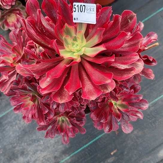 ?*行5107美杜莎多肉多肉