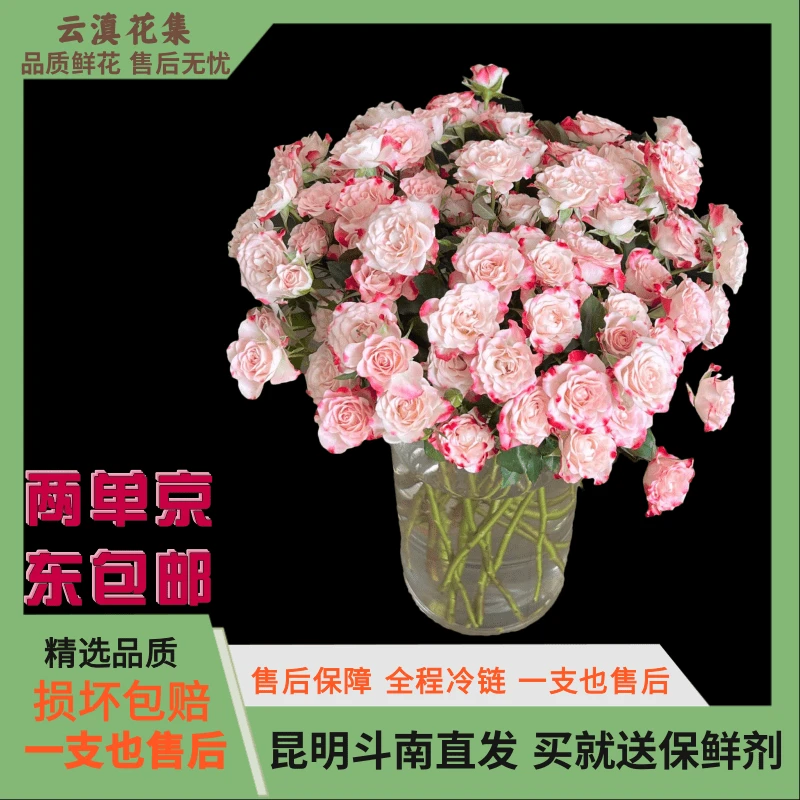 【云滇花集】折射泡泡多头玫瑰A级玫瑰云南鲜花鲜切花任意两单包邮