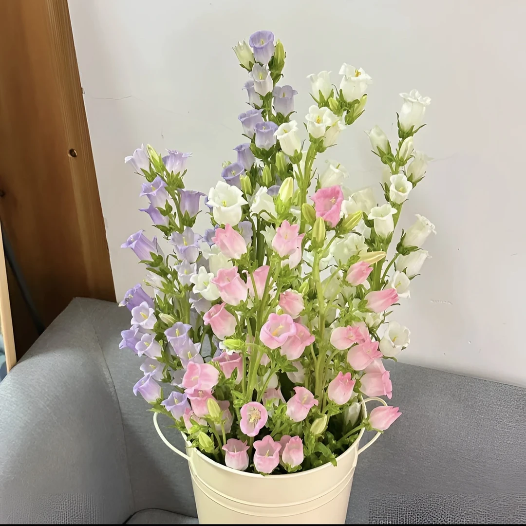 【云滇花集】风铃花云南昆明直发任意两单包邮