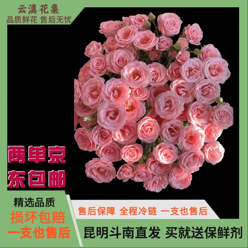 ［云滇花集］京东到家  AB级露露公主多头玫瑰 粉色多头