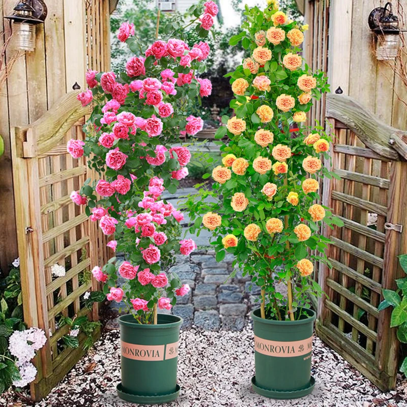 藤本月季花大花浓香庭院植物花卉盆栽玫瑰爬藤蔷薇多季节开花浓郁