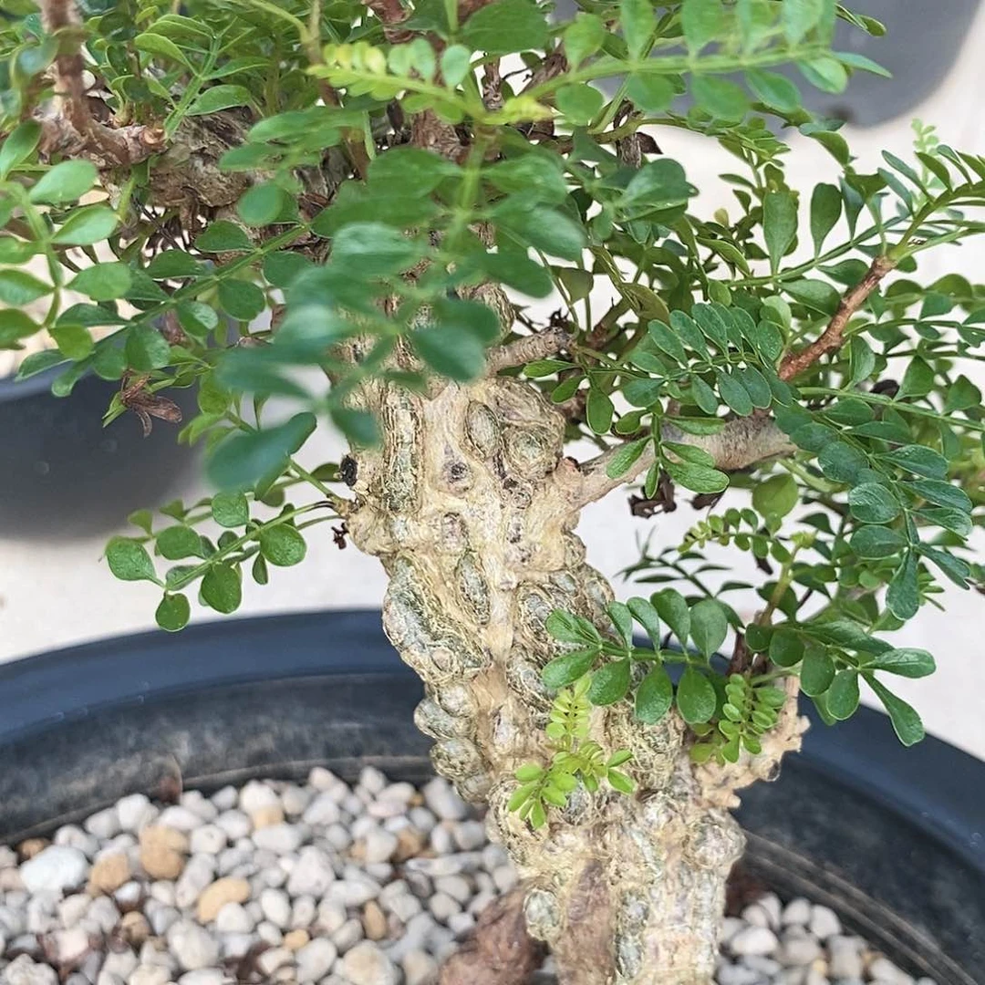 块根植物象足漆树