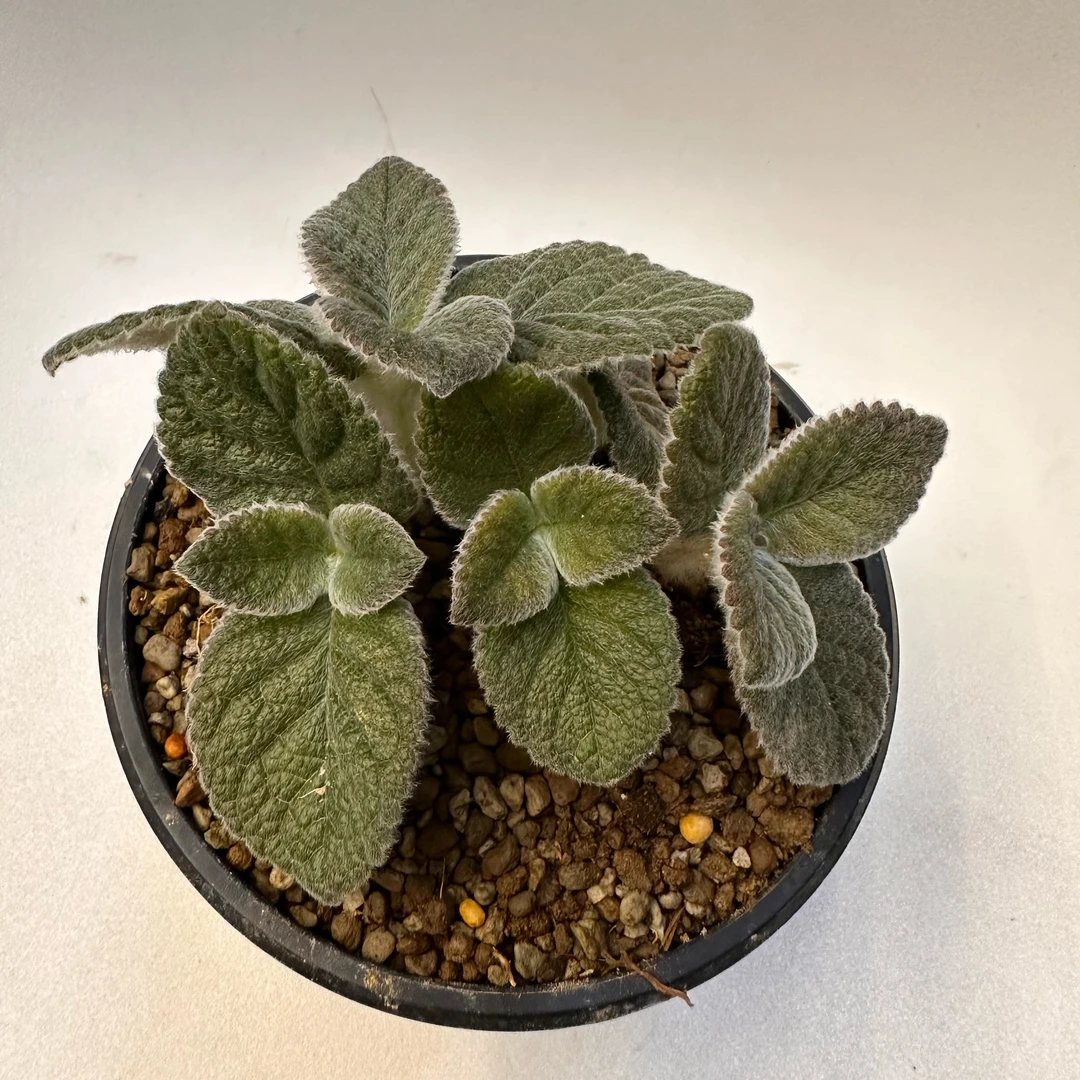 天功块根植物岩桐