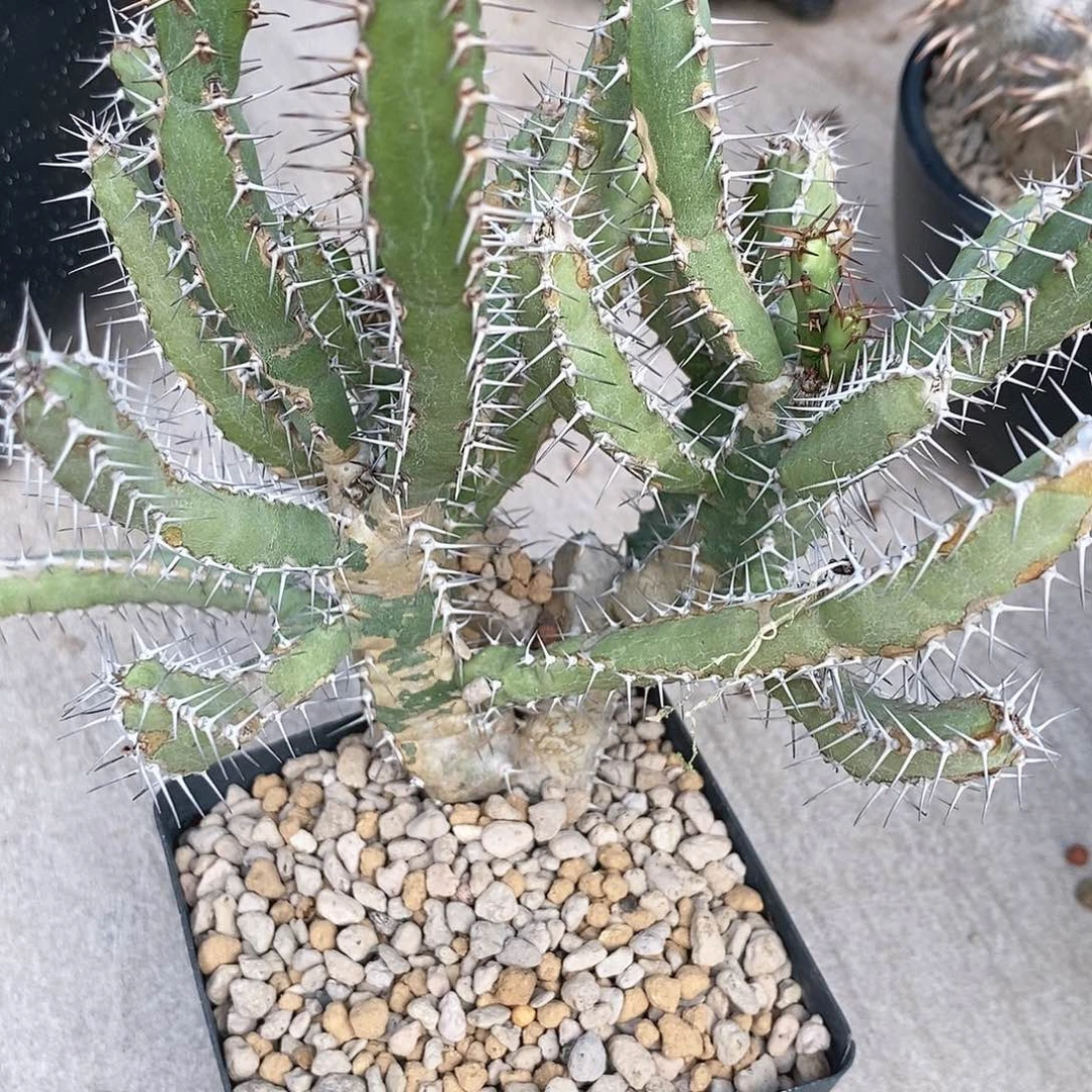 块根植物不知名大戟