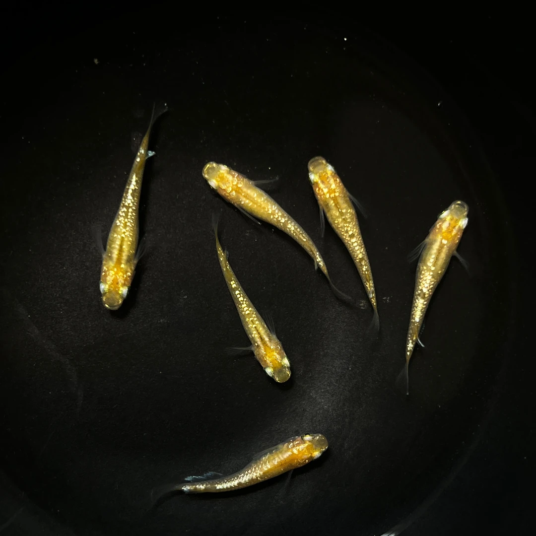 【铃兰】观背青鳉观赏鱼冷水鱼