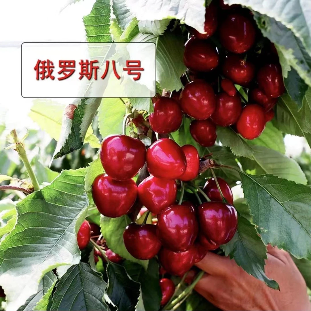车厘子美早树苗嫁接樱桃树苗特大盆栽地栽南北方种植果树当年结果