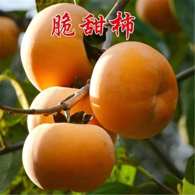 嫁接柿子树脆甜特大柿子树苗南方北方种植黑柿地栽果树苗当年结果