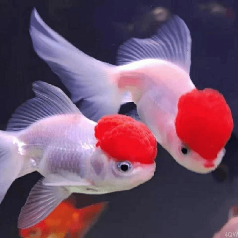 金鱼观赏鱼红狮子头大中小型鱼淡水冷水鱼好养耐活渔场直发包邮