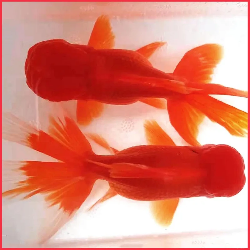 鱼鸿运当头金鱼小金鱼冷水鱼大中小型观赏鱼红狮子头渔场直发包邮