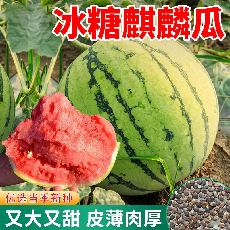 8424冰糖麒麟西瓜种子高产少籽巨型甜王西瓜籽四季易种植水果种子