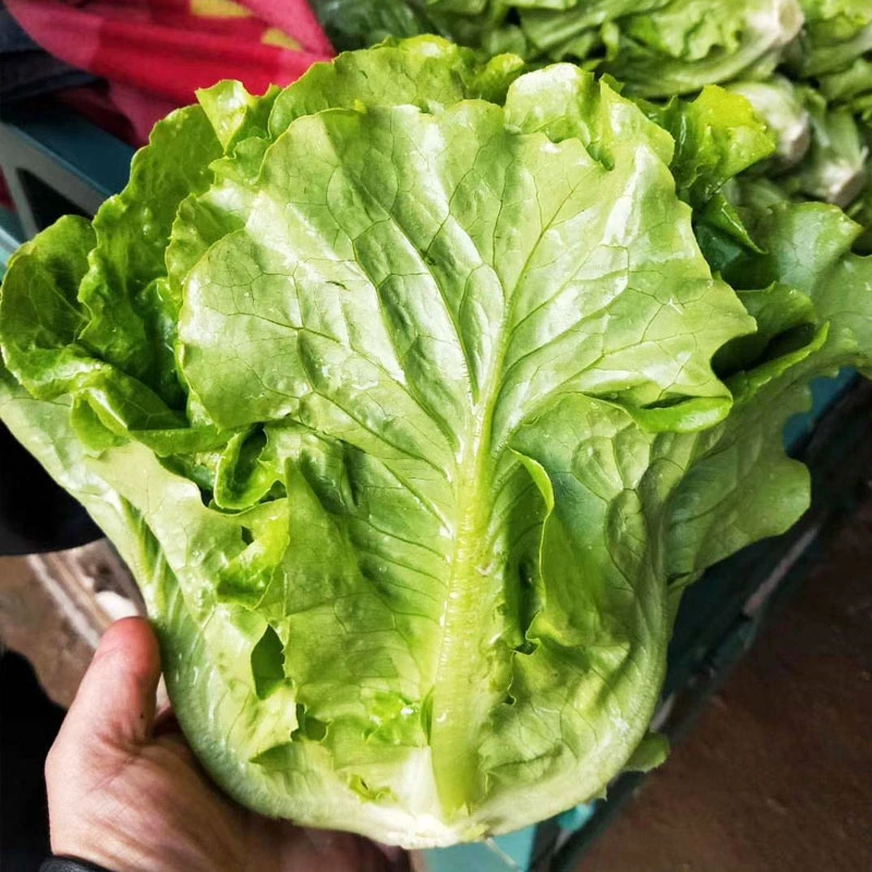 生菜意大利全年生菜王种子高产四季蔬菜阳台菜种孑籽种菜籽奶油