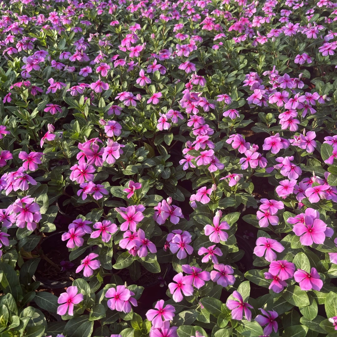 木本天天开满三盆包邮长春花多年生四季开花庭院绿化室内室外