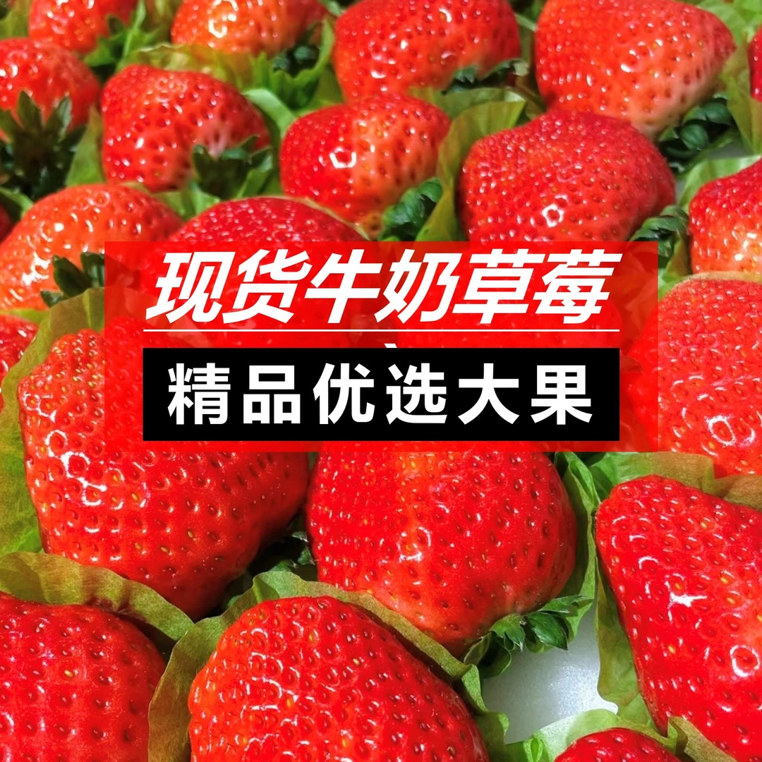 【顺丰到家】露天牛奶草莓大凉山新鲜现摘现发香甜美味8甜2酸1奶香